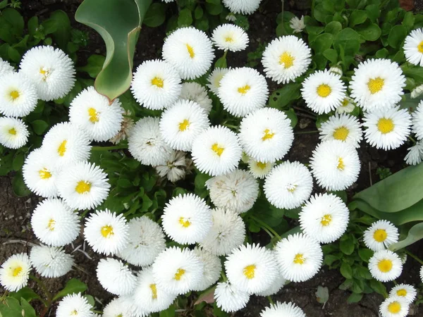 Blick Von Oben Auf Kleine Weiße Blumen Einem Garten — Stockfoto
