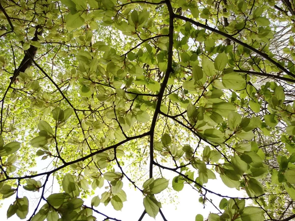 新鮮な緑の葉を持つ木の枝 — ストック写真