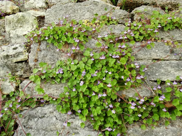 Kleine Violette Blumen Die Auf Einer Steinmauer Wachsen — Stockfoto