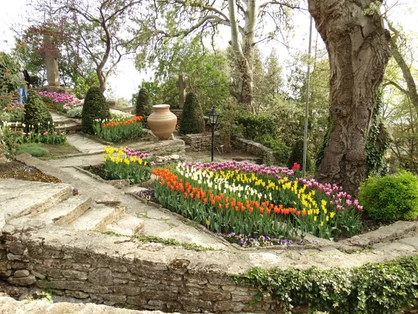Jardín Tulipán Cerca — Foto de Stock