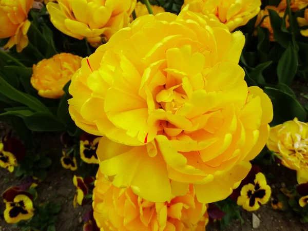 Olbrzymie Żółte Tulipany Ogrodzie — Zdjęcie stockowe