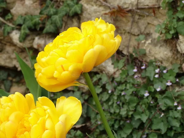 Tulipanes Amarillos Gigantes Jardín — Foto de Stock