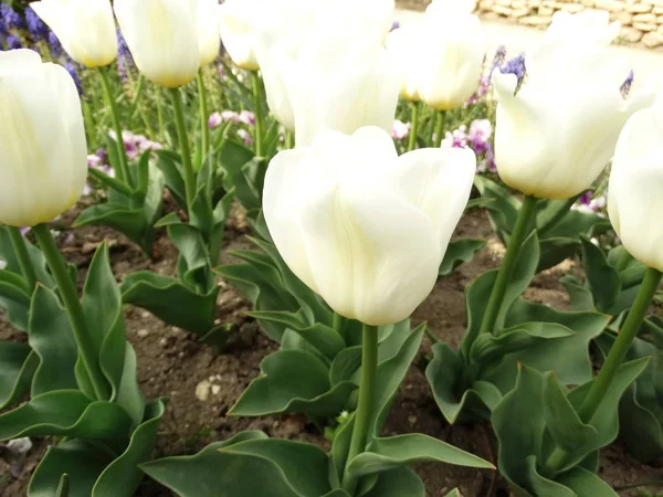 Białe Tulipany Ogrodzie — Zdjęcie stockowe