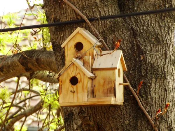 木の上の木造鳥小屋 — ストック写真