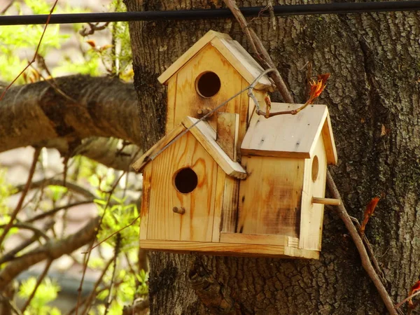 木の上の木造鳥小屋 — ストック写真