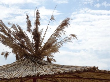 Egzotik saman Beach tente üst