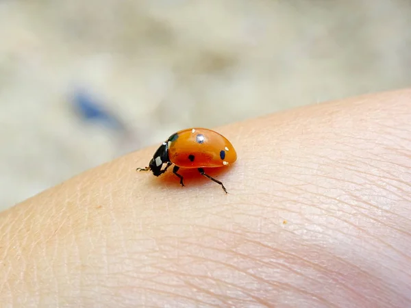 Lady Bird Pele — Fotografia de Stock