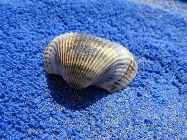 Válvula Mar Toalla Azul — Foto de Stock