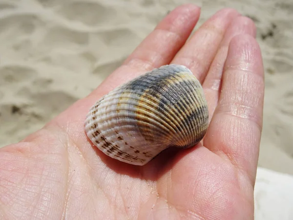 Concha Una Mano — Foto de Stock