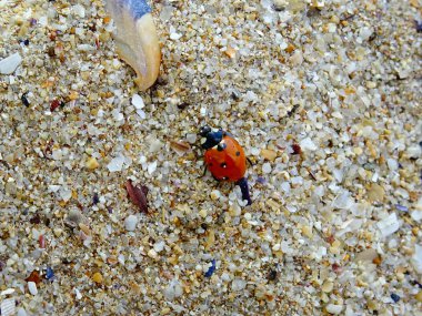 Bayan kuş kum üzerinde