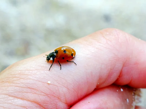 Senhora Bug Close Vista — Fotografia de Stock