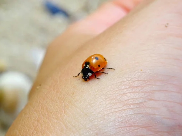 Lady Bird Στο Ένα Χέρι — Φωτογραφία Αρχείου