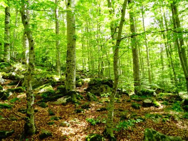 Bir ormandaki taze yeşil yüksek ağaçlar