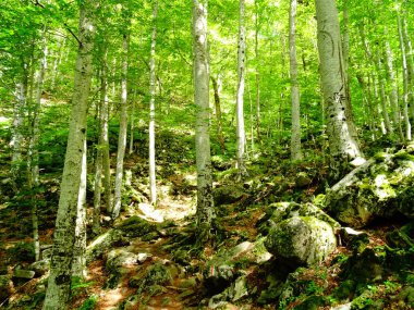 Bir ormandaki taze yeşil yüksek ağaçlar