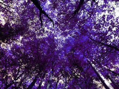 Dan yukarıda yüksek Menekşe ağaçlarının görüntülemek