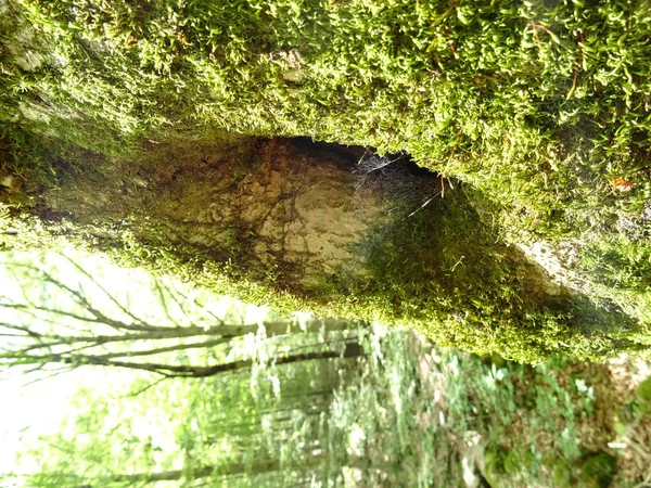 Tree Hollow Covered Green Fresh Moss — Stock Photo, Image