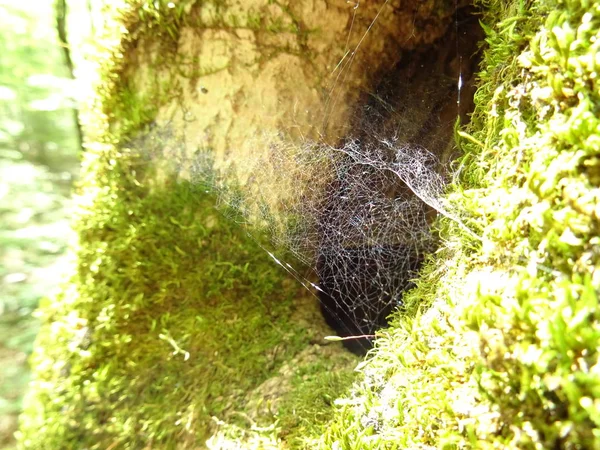 Tree Hollow Covered Green Fresh Moss — Stock Photo, Image