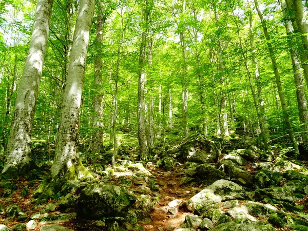 Bir Ormandaki Taze Yeşil Yüksek Ağaçlar — Stok fotoğraf
