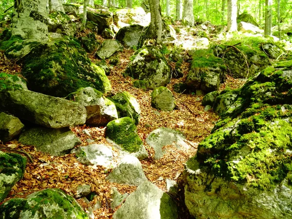 Floresta Verde Durante Dia — Fotografia de Stock