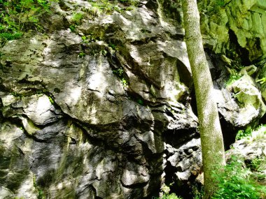 Gündüz Islak Orman Kayalıkları 