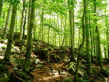Gündüz yeşil bir ormanda yol 
