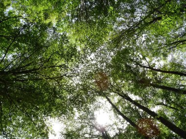 Ağaçlar Gündüz Aşağıdan Görüntüle 