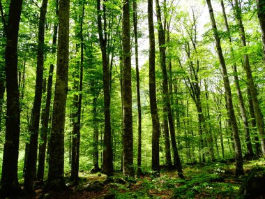 Bir ormandaki taze yeşil yüksek ağaçlar