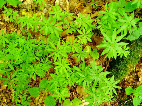 Blick Von Oben Auf Grüne Wilde Waldpflanzen — Stockfoto