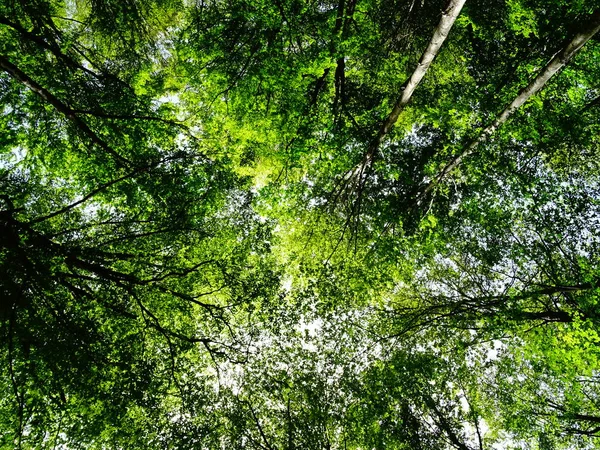 Zelený Strom Korun Pohled Zdola — Stock fotografie