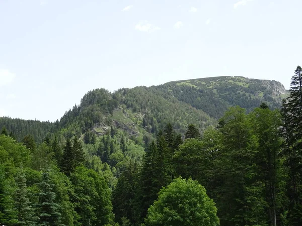 Montanha Coberto Com Floresta Verde — Fotografia de Stock