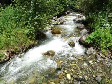 ormandaki Flowing Nehri'nin görünümü