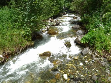 ormandaki Flowing Nehri'nin görünümü