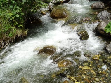 ormandaki Flowing Nehri'nin görünümü