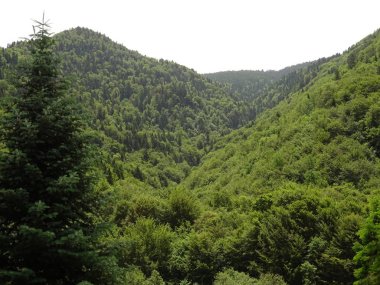 Yeşil dağ manzarasına güneşli gün