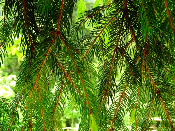 Hängende Äste Eines Nadelbaums — Stockfoto