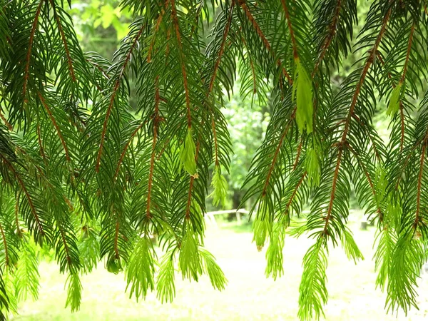 Hangende Takken Van Een Conifeerachtige Boom — Stockfoto