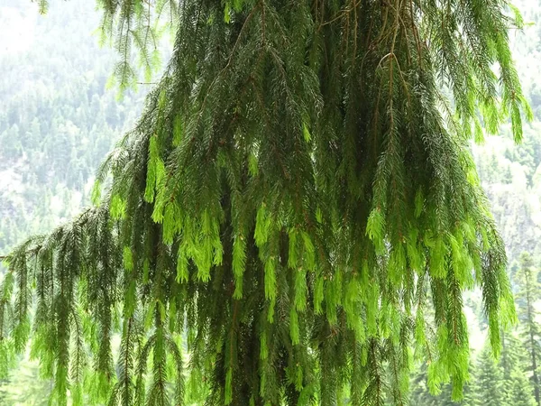 Ramuri Agățate Ale Unui Copac Conifere — Fotografie, imagine de stoc