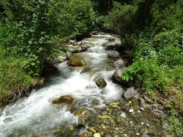 Vista Sul Fiume Che Scorre Nella Foresta — Foto Stock