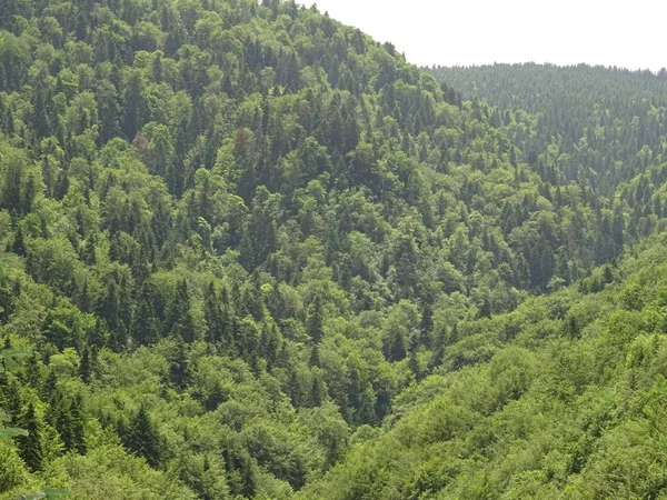 Hermosa Vista Sobre Green Mountain Día Soleado — Foto de Stock