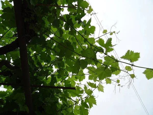 Widok Zielony Krata Winorośli Poza — Zdjęcie stockowe