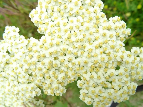 Dziki Kwiat Biały Bliska — Zdjęcie stockowe