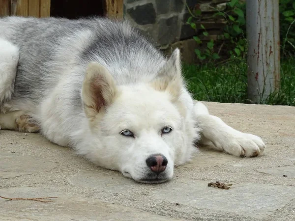 Aranyos Bolyhos Unatkozó Dog — Stock Fotó