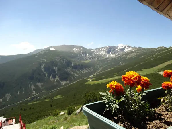 Pot Bunga Latar Belakang Pegunungan — Stok Foto