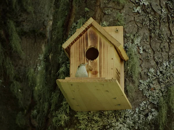 Деревянный Птичий Дом Дереве — стоковое фото