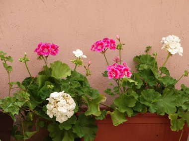 Pembe ve beyaz Pelargoniums