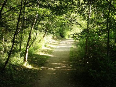 Gündüz Ormanda Yol 