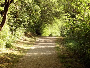 Gündüz Ormanda Yol 
