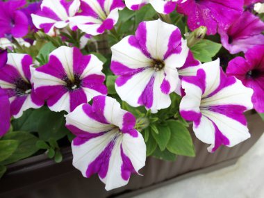 Beyaz ve Siklamen Petunya çiçek