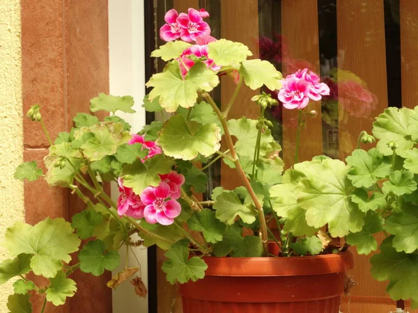 Pelargonium Rosa Vaso Fiori — Foto Stock