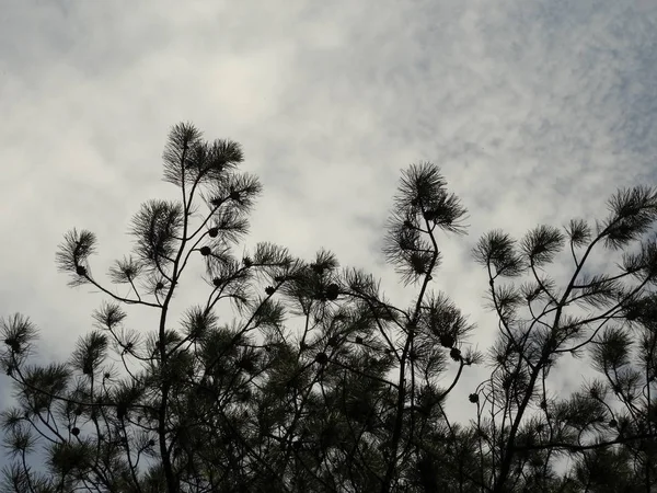 下から空を背景の針葉樹枝ビュー — ストック写真